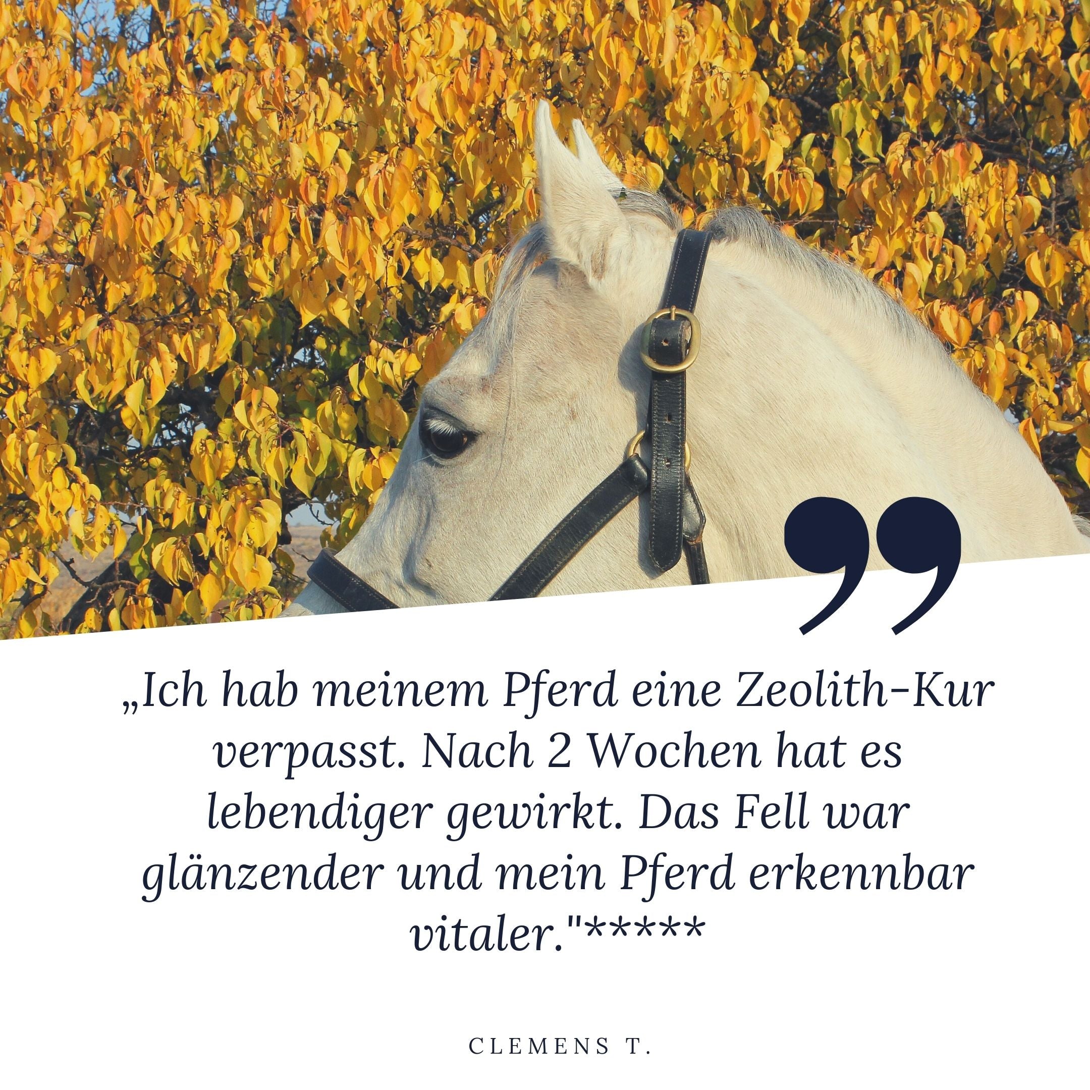 "Ich hab meinem Pferd eine Zeolith-Kur verpasst. Nach 2 Wochen hat es lebendiger gewirkt. Das Fell war glänzender und mein Pferd erkennbar vitaler", sagt Clemens und gibt STEINKRAFT Zeolith 5 Sterne.