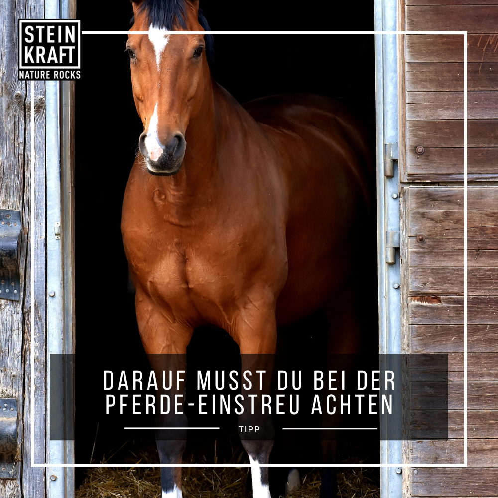 STEINKRAFT Zeolith Einstreu für Pferde. Das Ergebnis trockene Pferdeboxen