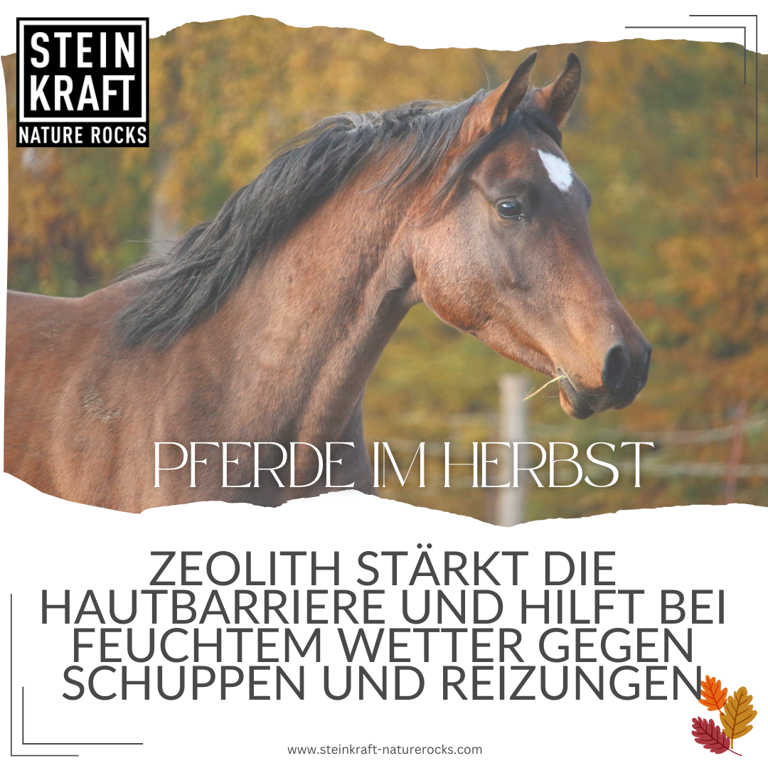 Pferde im Herbst: Zeolith stärkt die Hautbarriere und hilft bei feuchtem Wetter gegen Schuppen und Reizungen