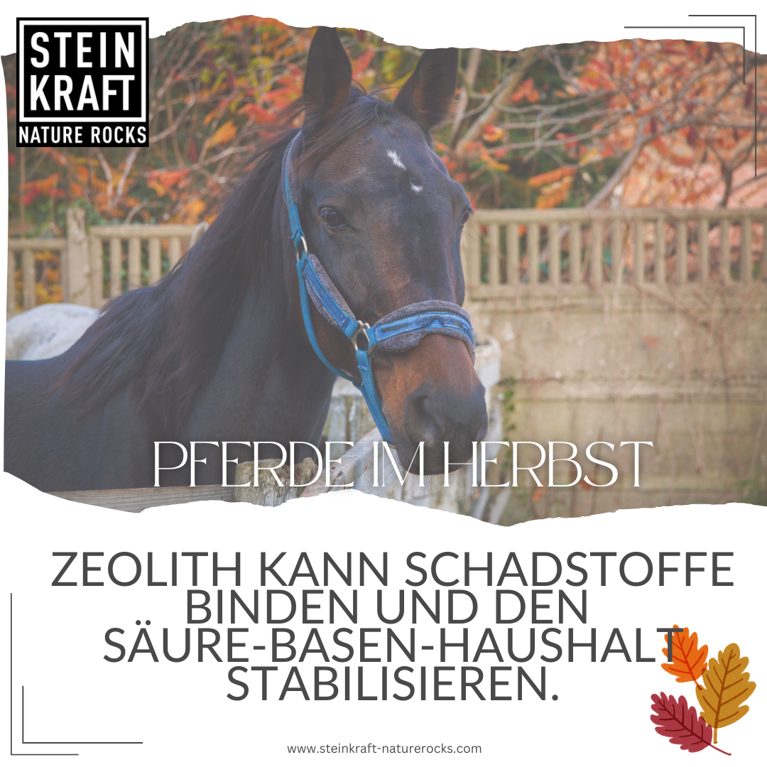Pferde im Herbst: Zeolith kann Schadstoffe binden und den Säure-Basen-Haushalt stabilisieren