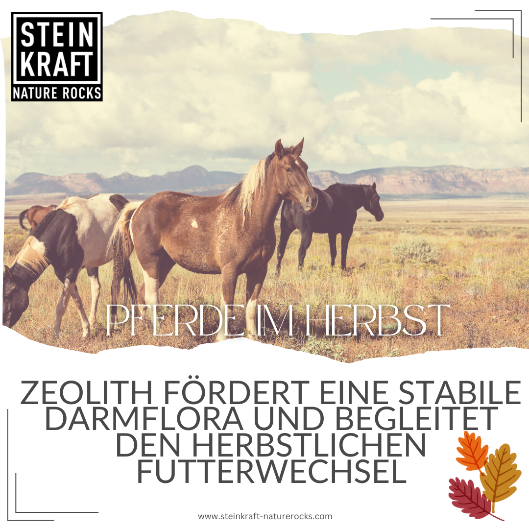 Zeolith für Pferde im Herbst: Zeolith fördert eine stabile Darmflora und begleitet den herbstlichen Futterwechsel.