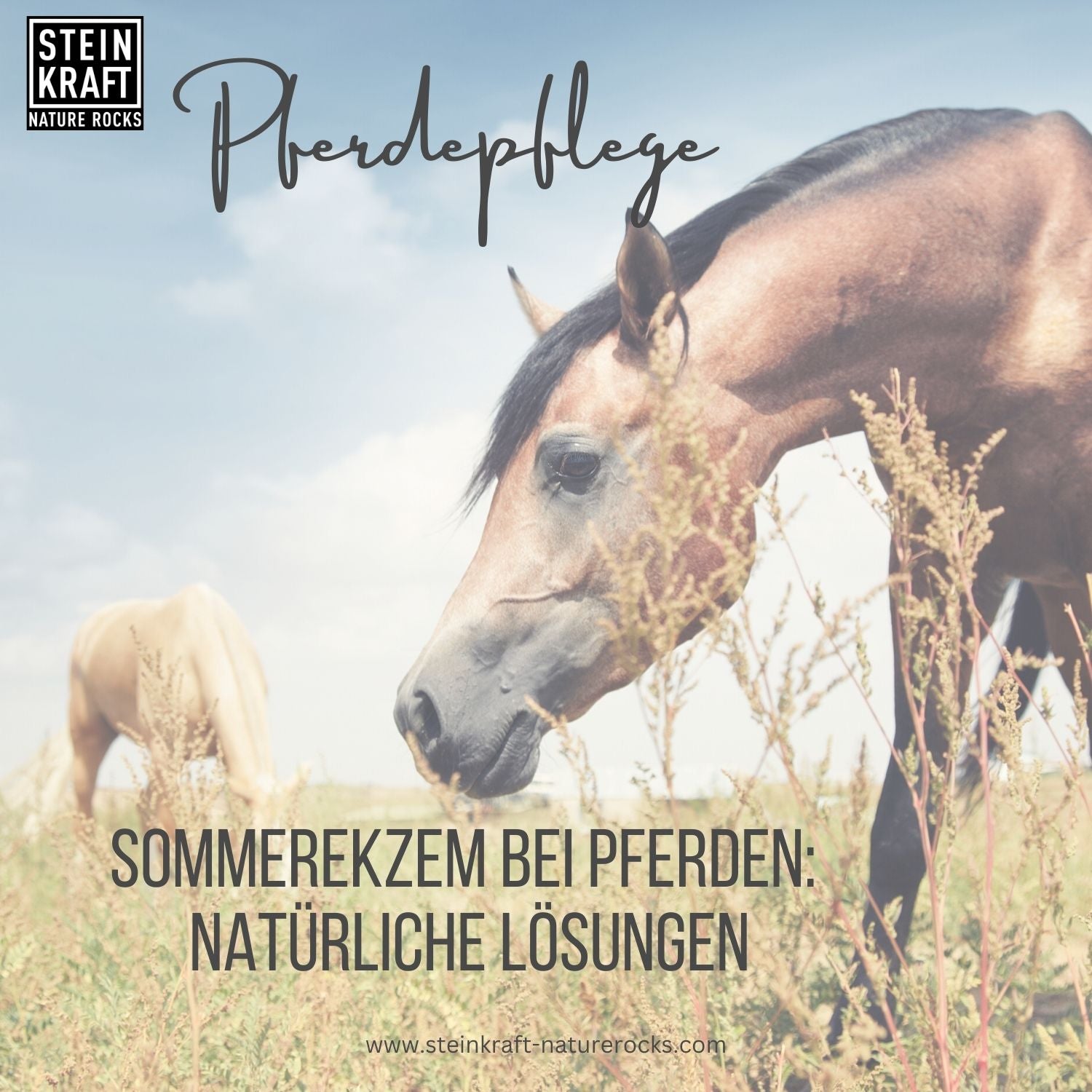 Sommerekzem bei Pferden: Natürliche Lösungen von Steinkraft - Schwarzkümmel und Zeolith hält Mücken fern.