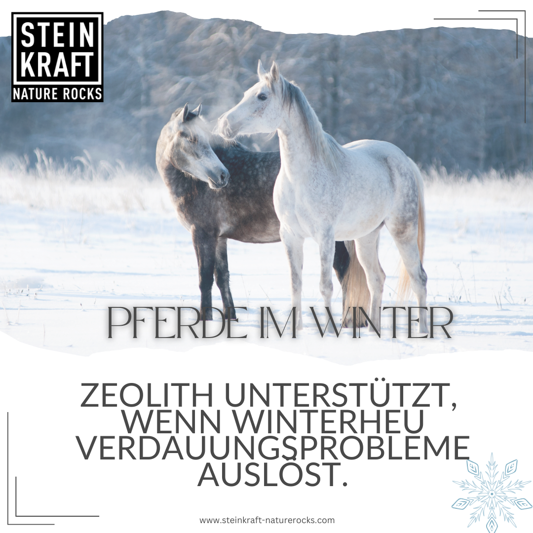 Pferde im Winter - Zeolith unterstützt, wenn Winterheu Verdauungsprobleme auslöst.