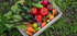 Gartenpflege Tipps zum Verbessern des Bodens: Vermiculit und Zeolith Pellets sind ein veganer natürlicher Wasserspeicher bei STEINKRAFT zu kaufen