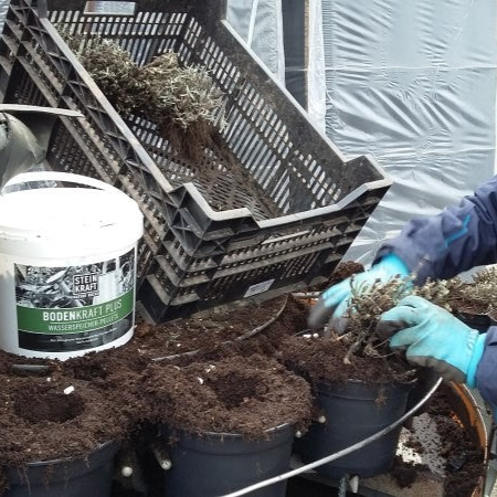 Gartenpflege Tipps zum Verbessern des Bodens: Vermiculit und Zeolith Pellets sind ein veganer natürlicher Wasserspeicher bei STEINKRAFT zu kaufen