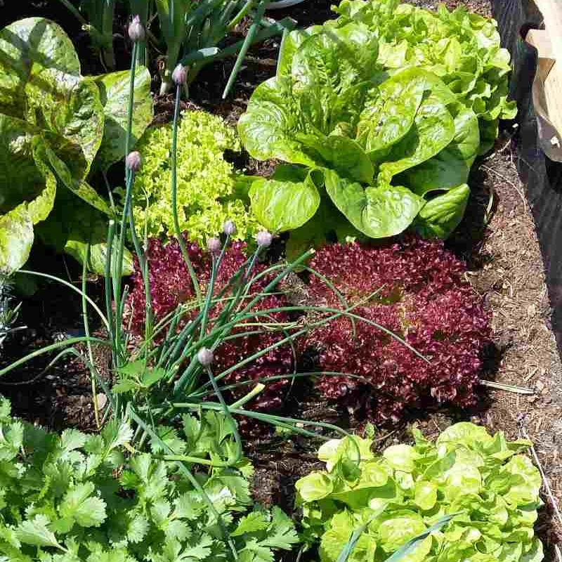 Zeolith und Vermiculit für Homegardening - Lavamehl, Urgesteinsmehl sind beste Wasserspeicher