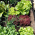Zeolith und Vermiculit für Homegardening - Lavamehl, Urgesteinsmehl sind beste Wasserspeicher