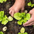 STEINKRAFT Vermiculit und Zeolith Pellets speichern Wasser und Nährstoffe für frische Salat-Pflanzen
