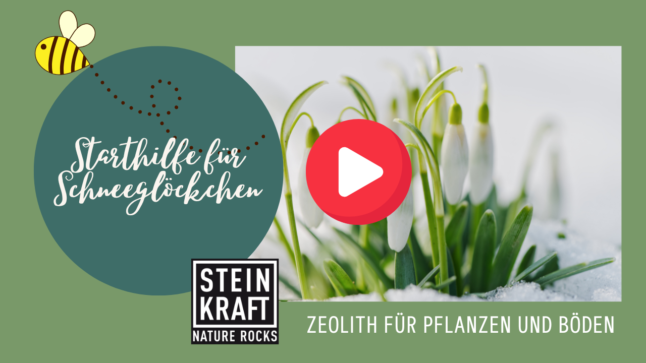 STEINKRAFT Zeolith für Pflanzen: Gesteinsmehle, Leonardit und Mikroorganismen sind perfkete Starthilfe für Schneeglöckchen - VIDEO