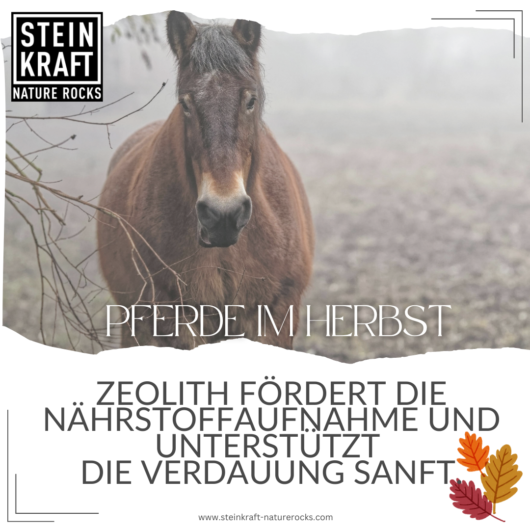 Zeolith Pulver für Pferde im Herbst- Zeolith fördert die Nährstoffaufnahme und unterstützt die Verdauung sanft.