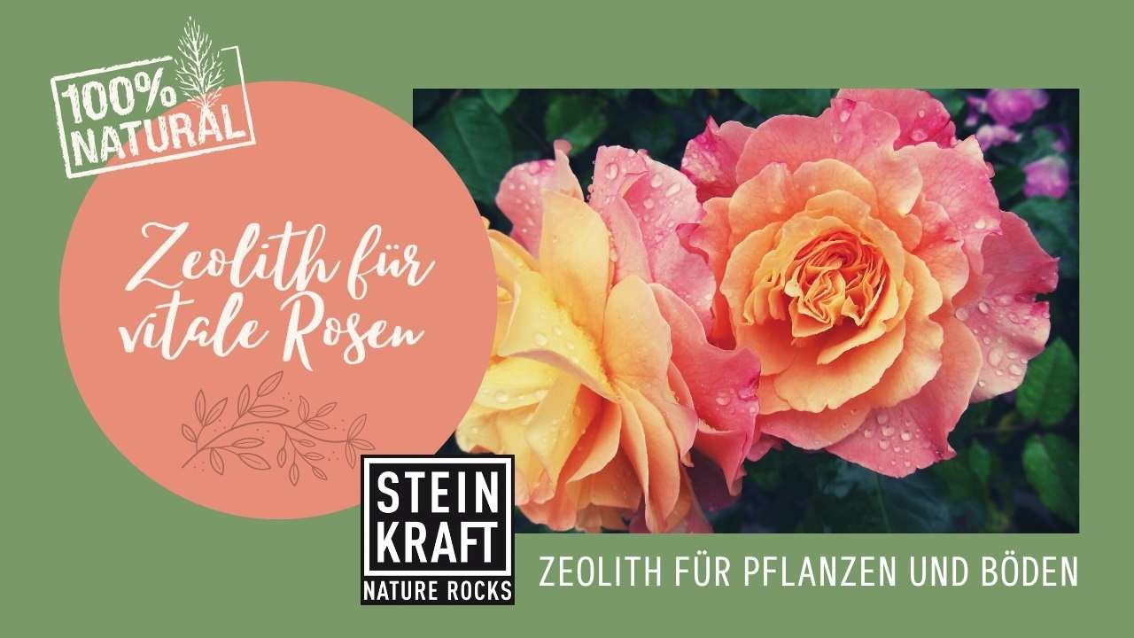 Zeolith für vitale Rosen