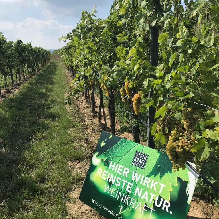 Zeolith für Weinbau unterstützt die Urkraft des Weinstocks STEINKRAFT Blattdünger mit Calcium