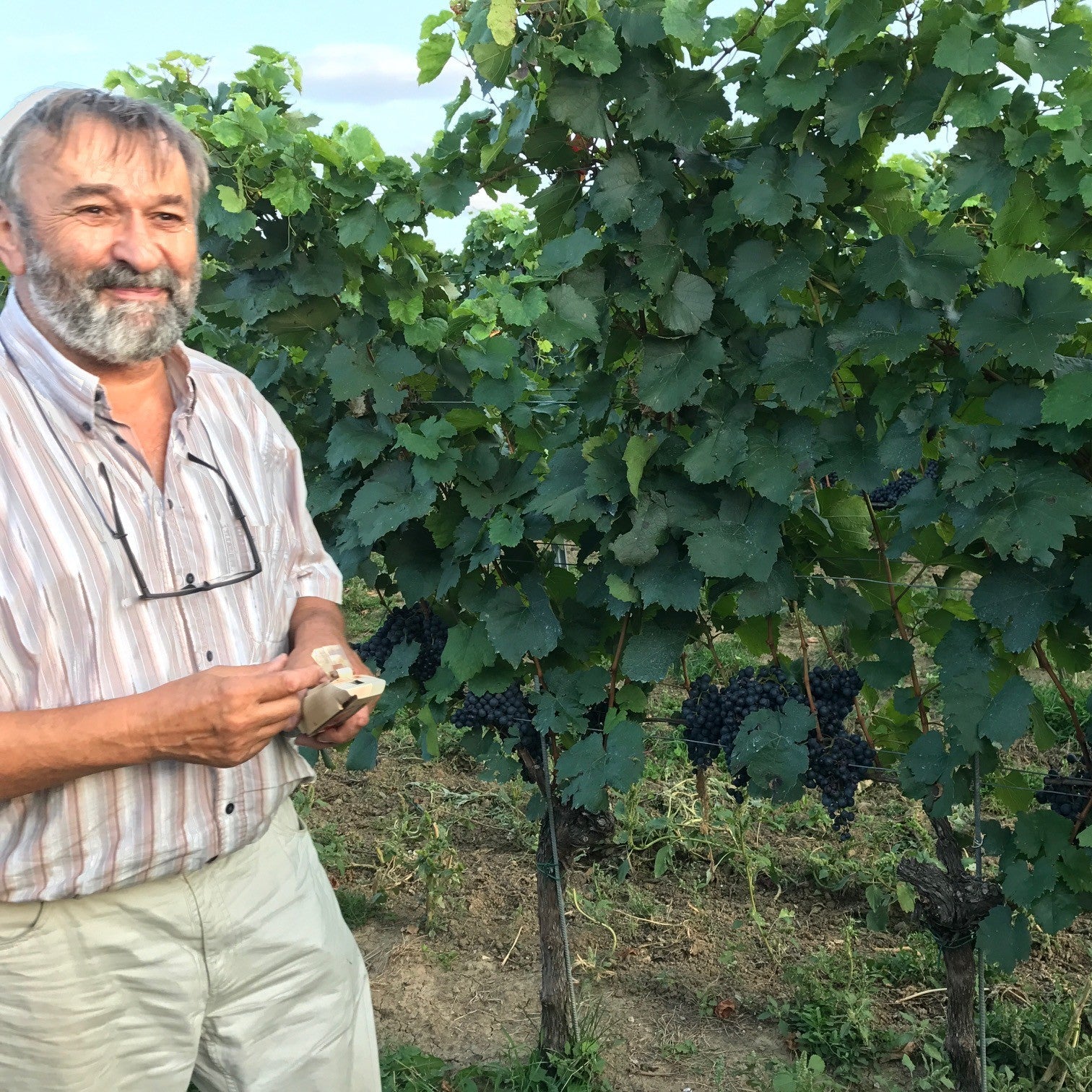 Weingut Silvia Heinrich Burgenland - Blattdünger Calcium GESTEINSMEHL mit Zeolith wirkt lebendiger und kräftiger