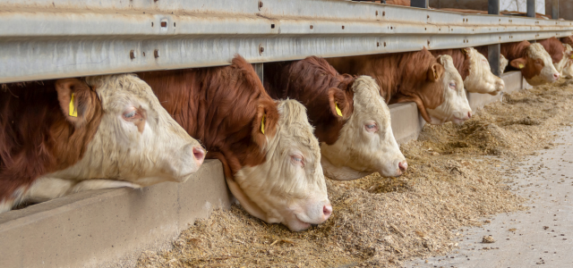 🐄🐖🐑 Zeolith in der Viehwirtschaft: Was Studien wirklich zeigen