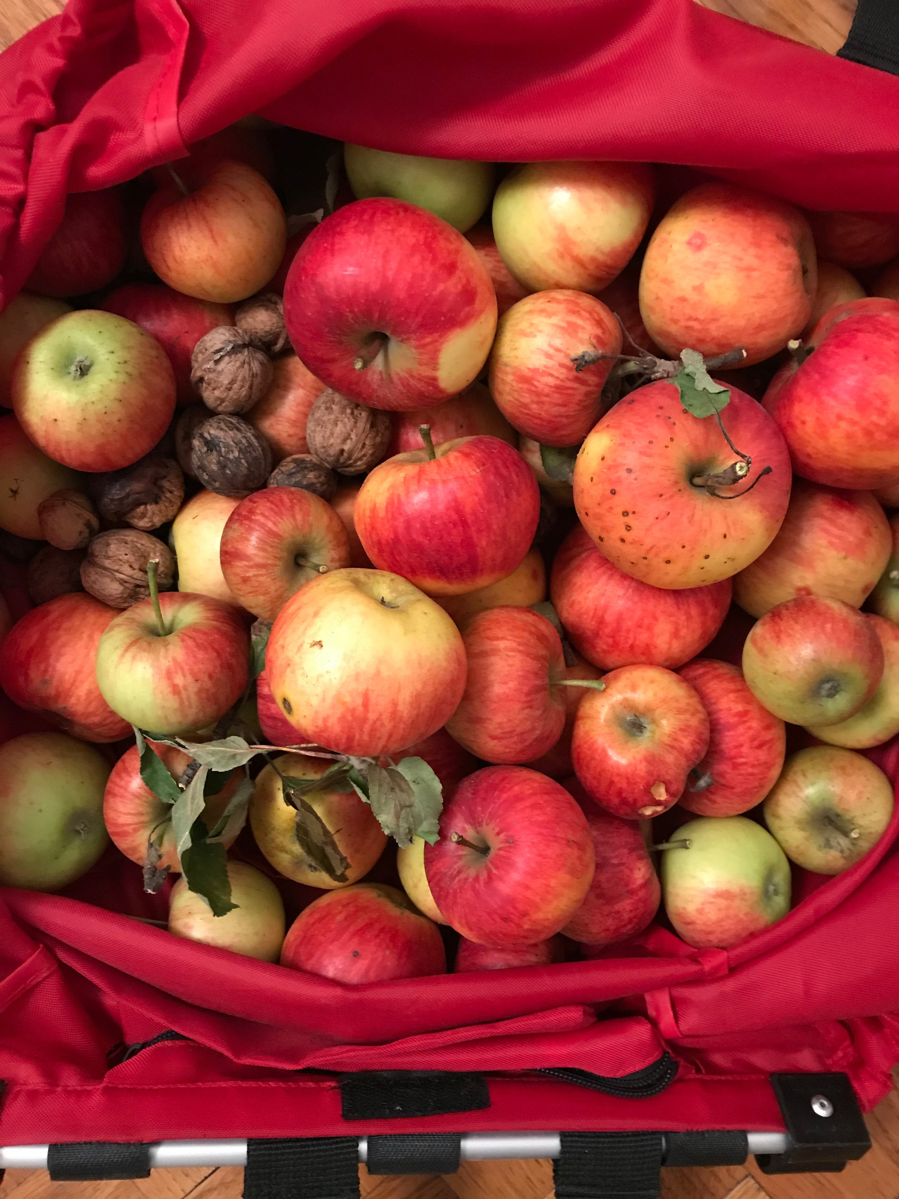Apfelbäume pflegen die sich selbst schützen — weniger spritzen, mehr Polyphenole, höherer Brix-Wert