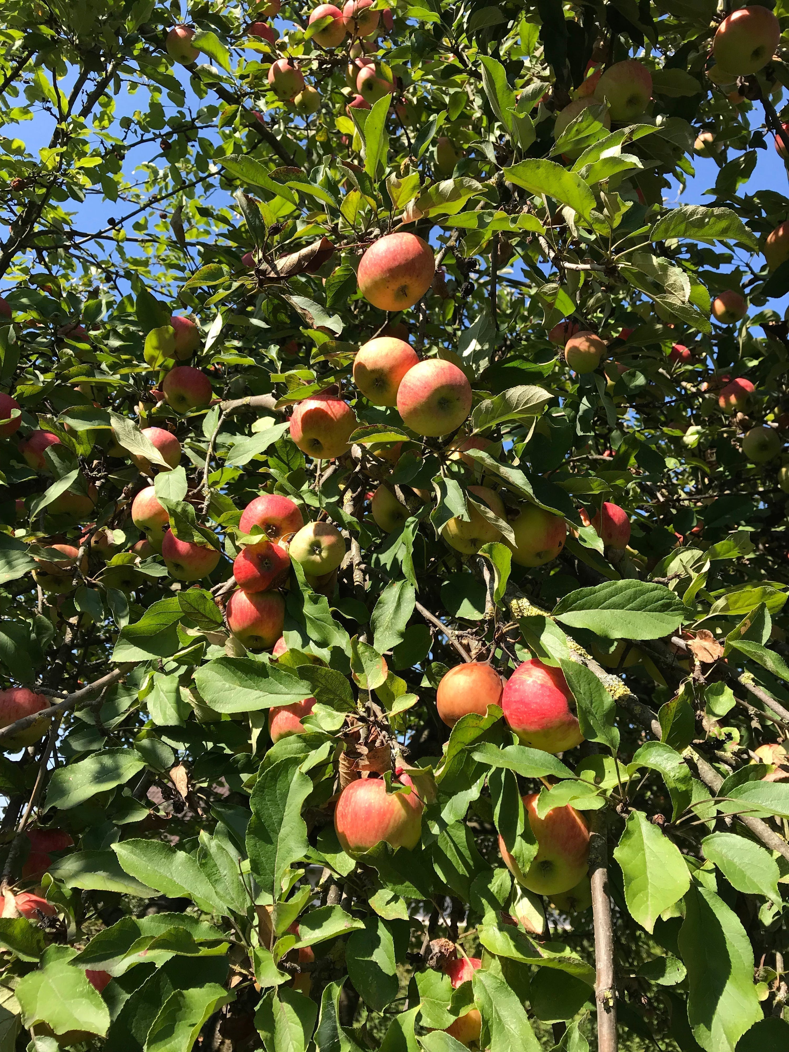 An apple a day — was wirklich dahintersteckt, und warum der falsche Apfel das Gegenteil bewirkt