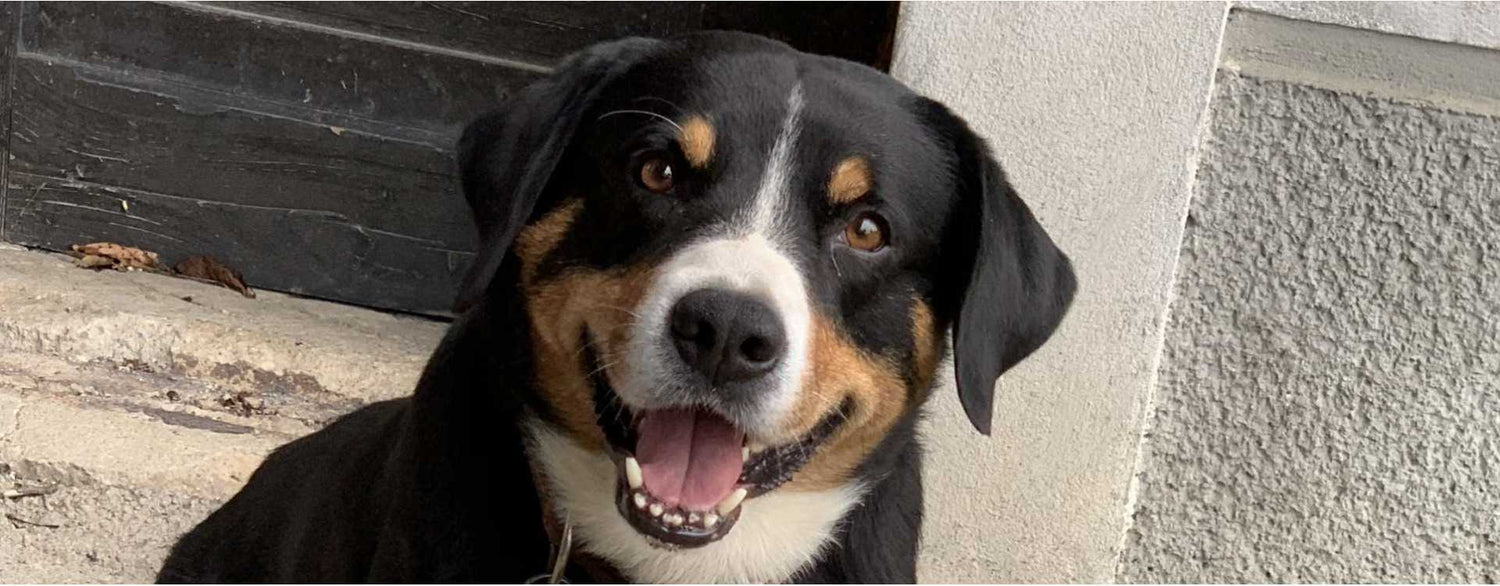 Hund Bacco und das Zeolith-Hautpuder