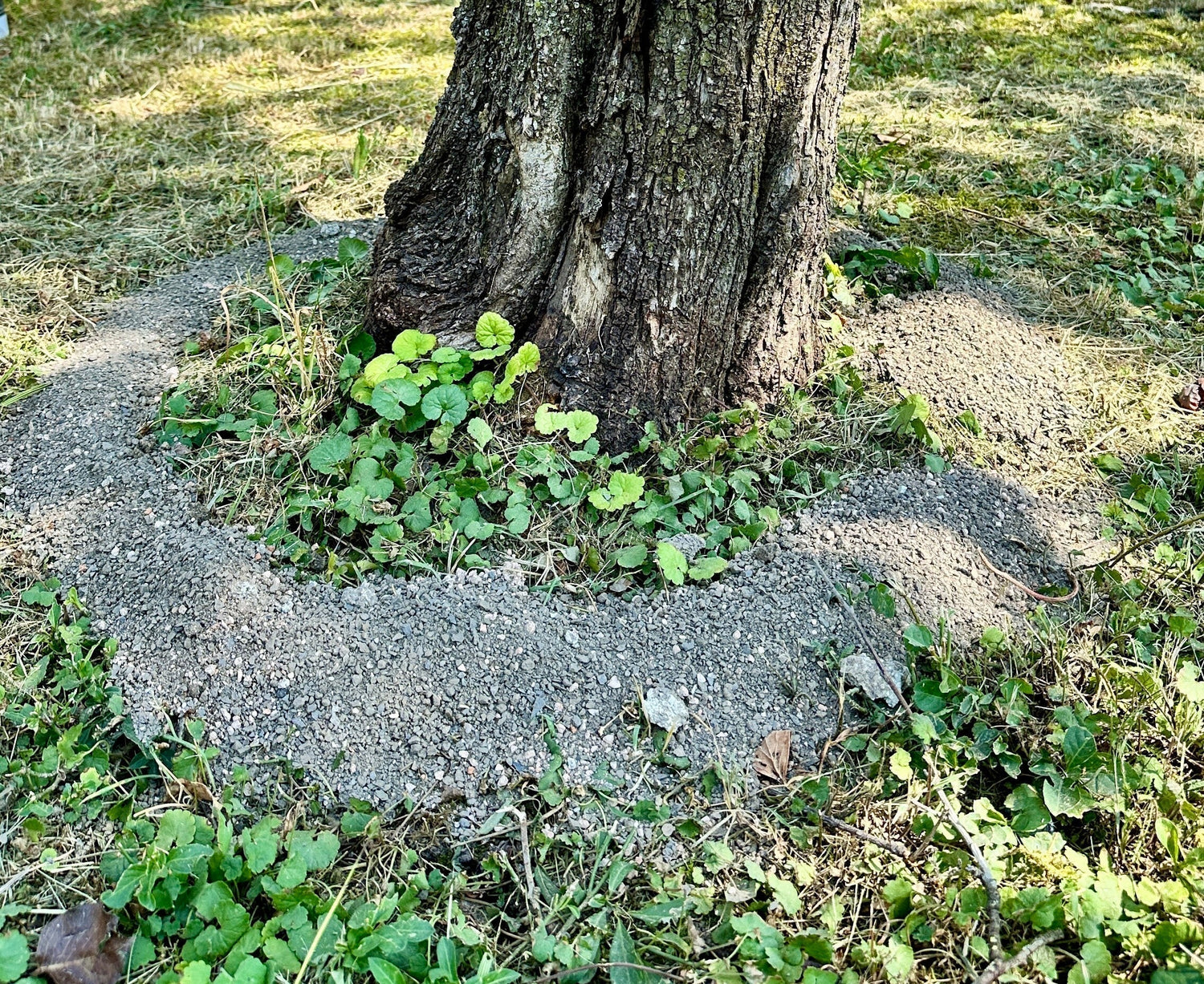 Gesteinsmehle im Garten - Basalt, Zeolith, Kalk, Leonardit, Dolomit und andere Mineralien richtig verstehen