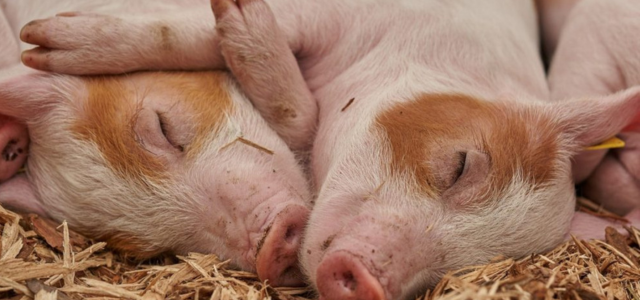 🐖 Zeolith in der Schweinehaltung – was wirklich passiert, wenn du es ausprobierst