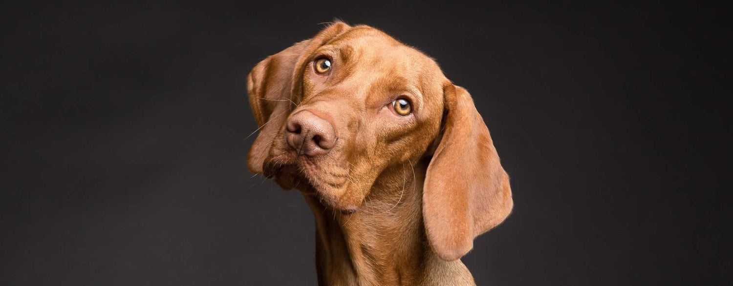 Zeolith für Hunde: Viele Blogs rund um Hunde