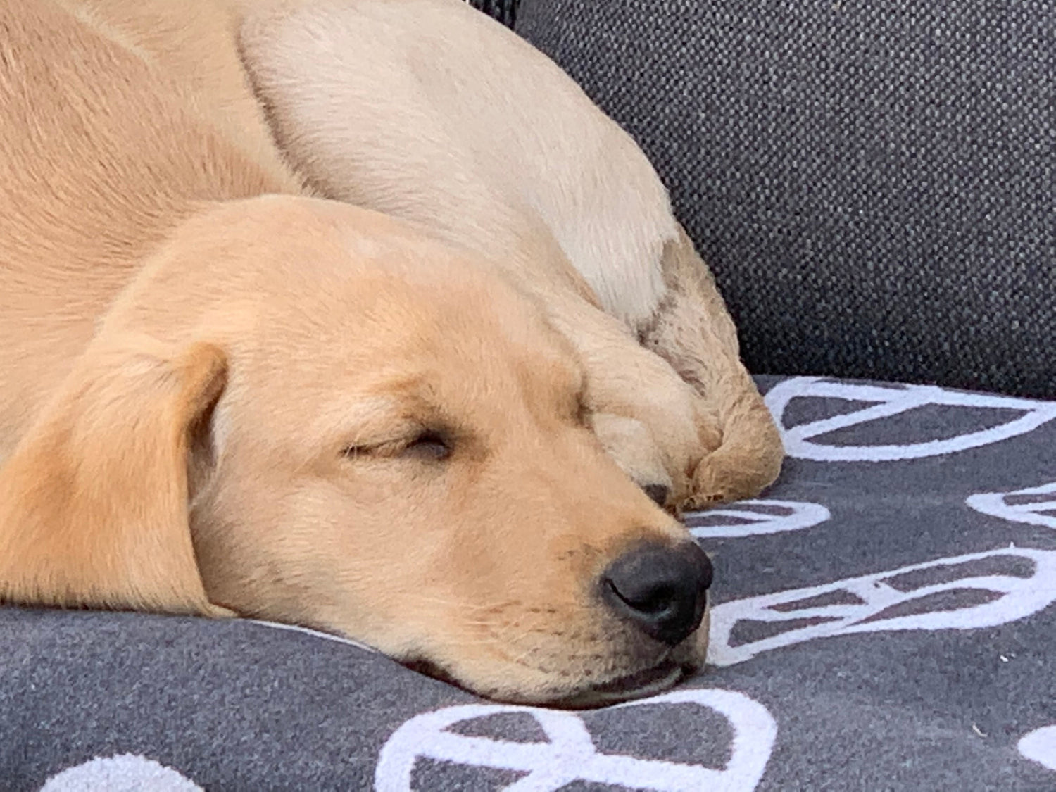🐾 Ein Hund zieht ein — was niemand dir vorher sagt