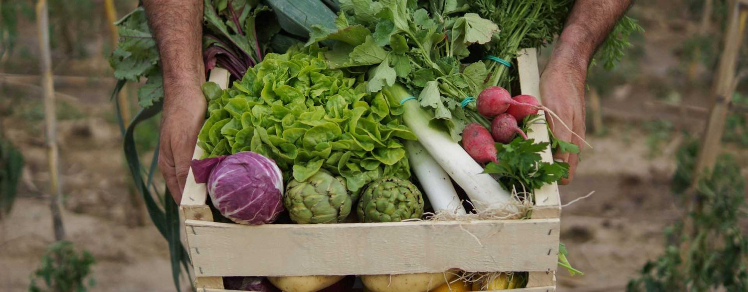 Ein gesunder Garten mit natürlichen Produkten: Warum Sie auf Zeolith und Kalk setzen sollten