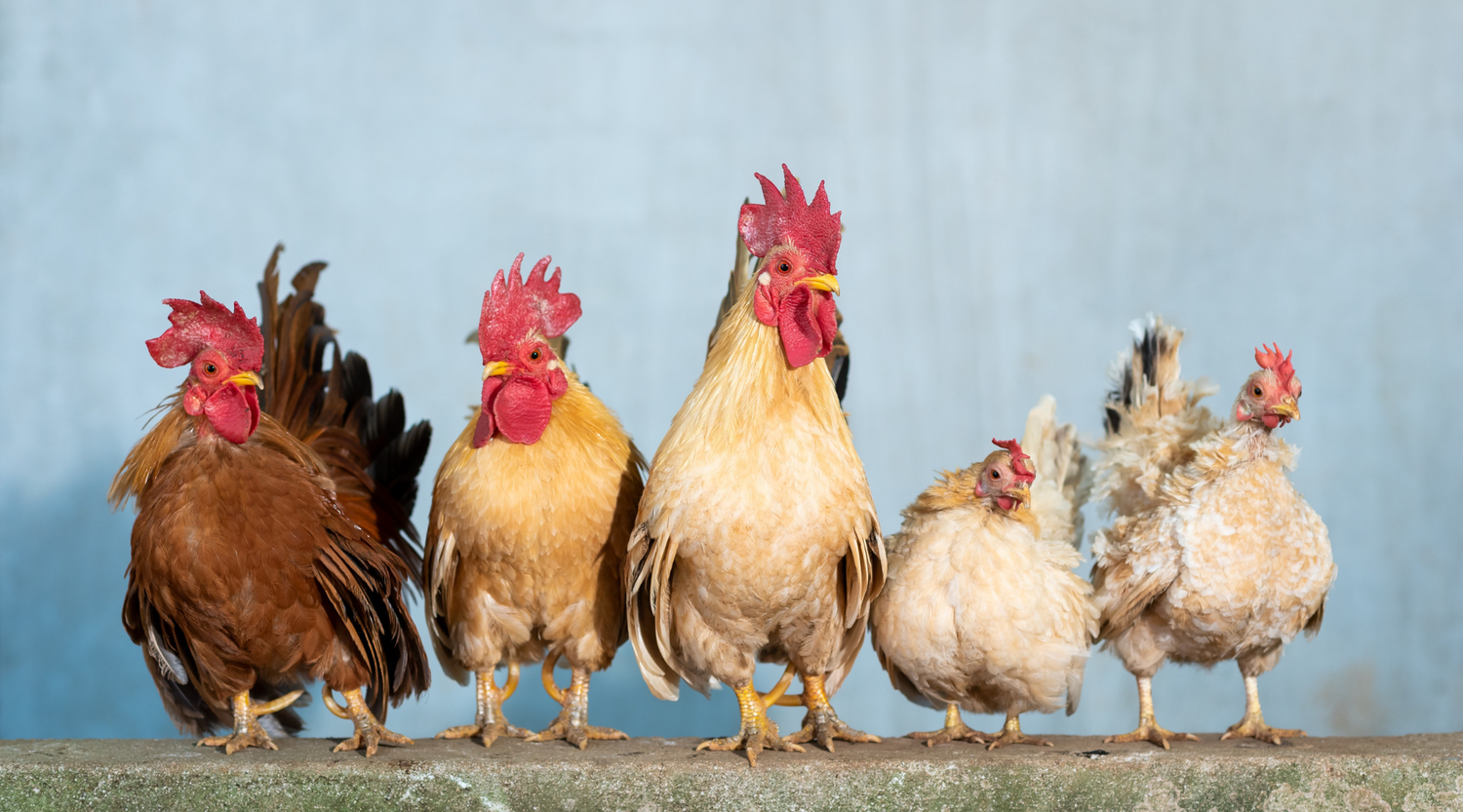 Hühner und ein Hahn in einer Reihe vor hellblauem Hintergrund Steinkraft Zeolith als Einstreu 