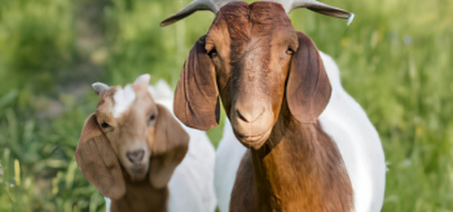 🐑🐐 Zeolith für Schafe und Ziegen — natürliche Unterstützung die wirklich ankommt