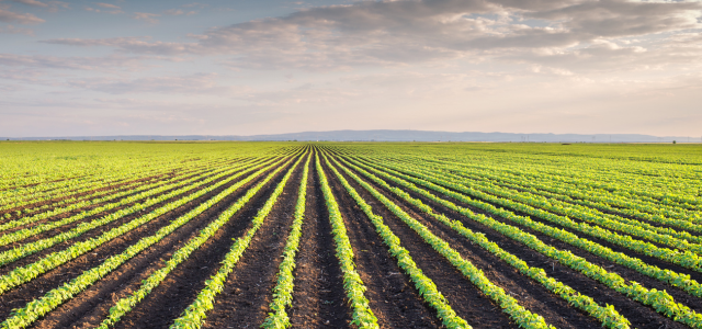 Zeolith in der Landwirtschaft: Überblick