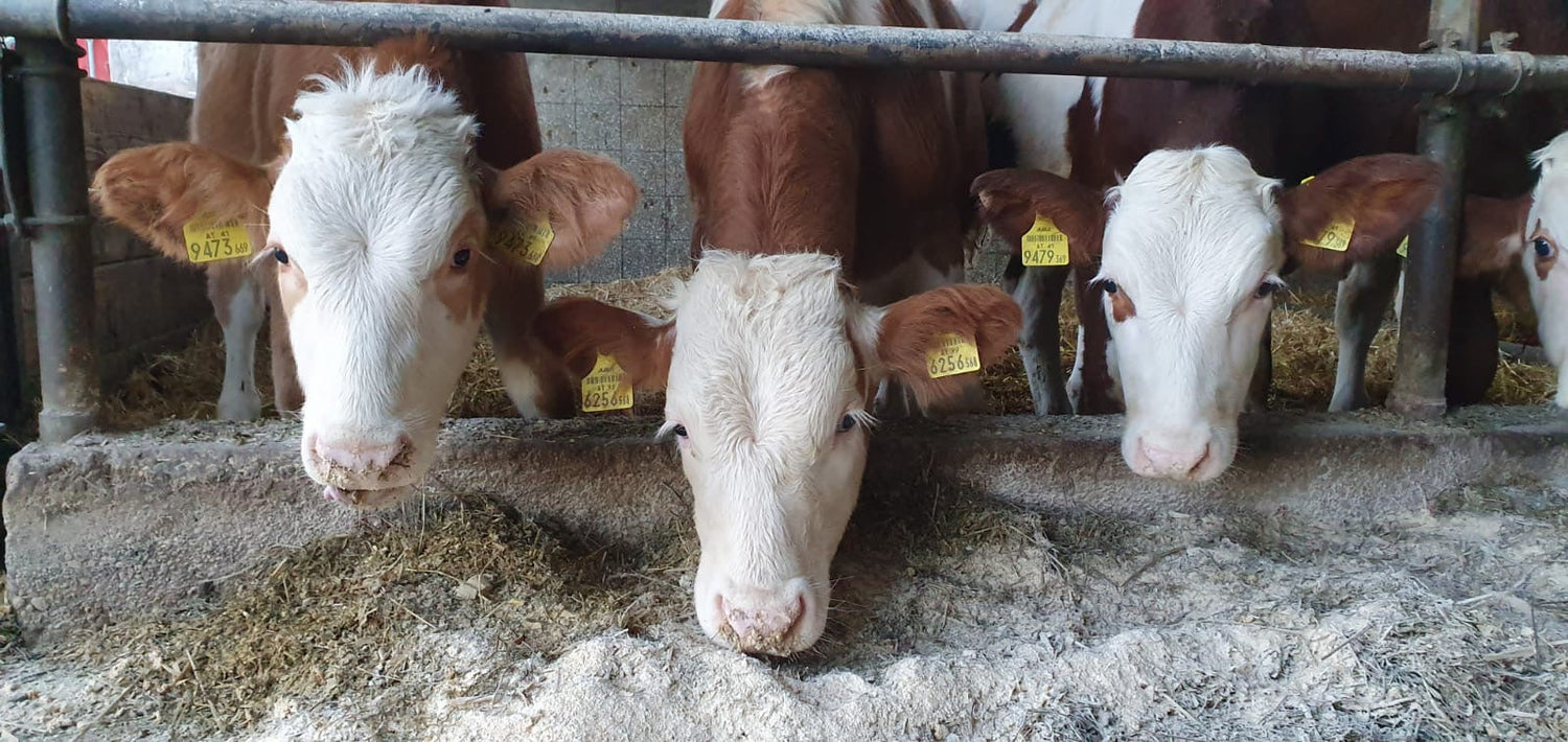 🐄 Zeolith für Rinder und Milchkühe — was wirklich passiert, wenn du es ausprobierst