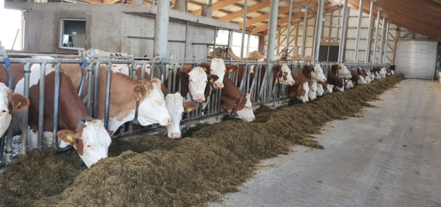🐄 Mortellaro — was es wirklich ist, wie es entsteht und was wirklich hilft