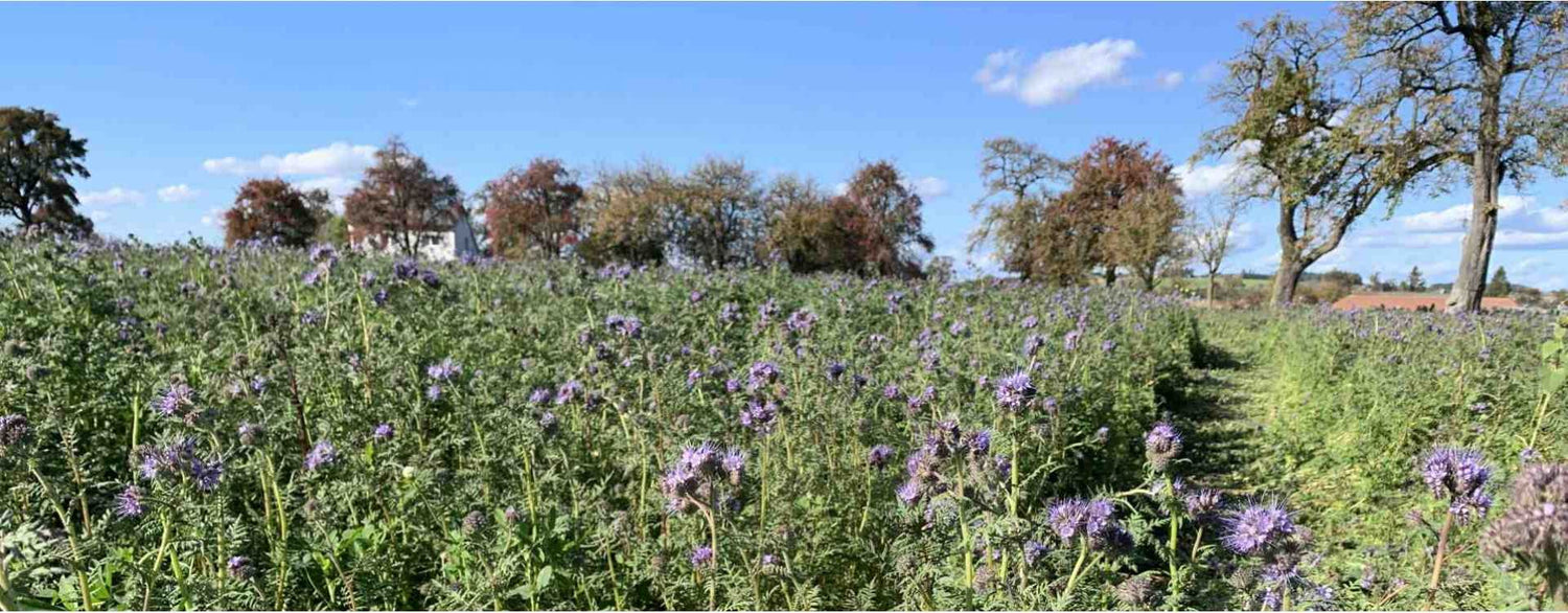 Was bewirkt Steinkraft-Zeolith in der Landwirtschaft?