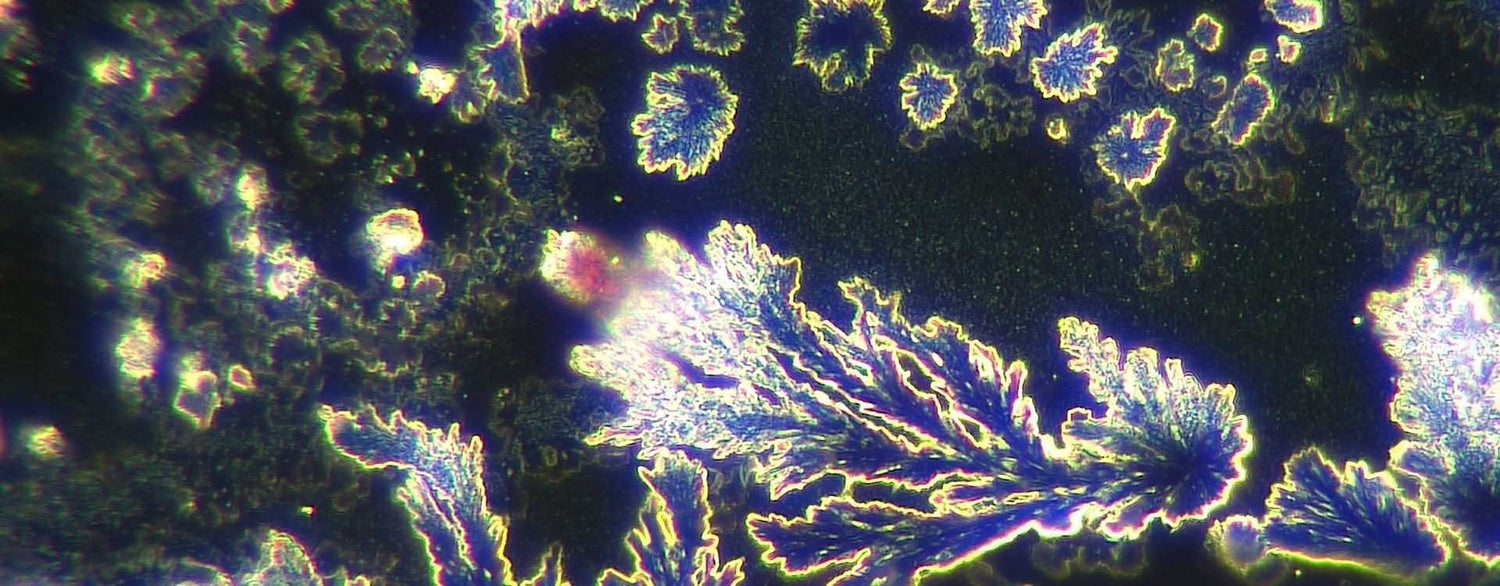 Aktive Mikroorganismen AM+PLUS aus Österreich