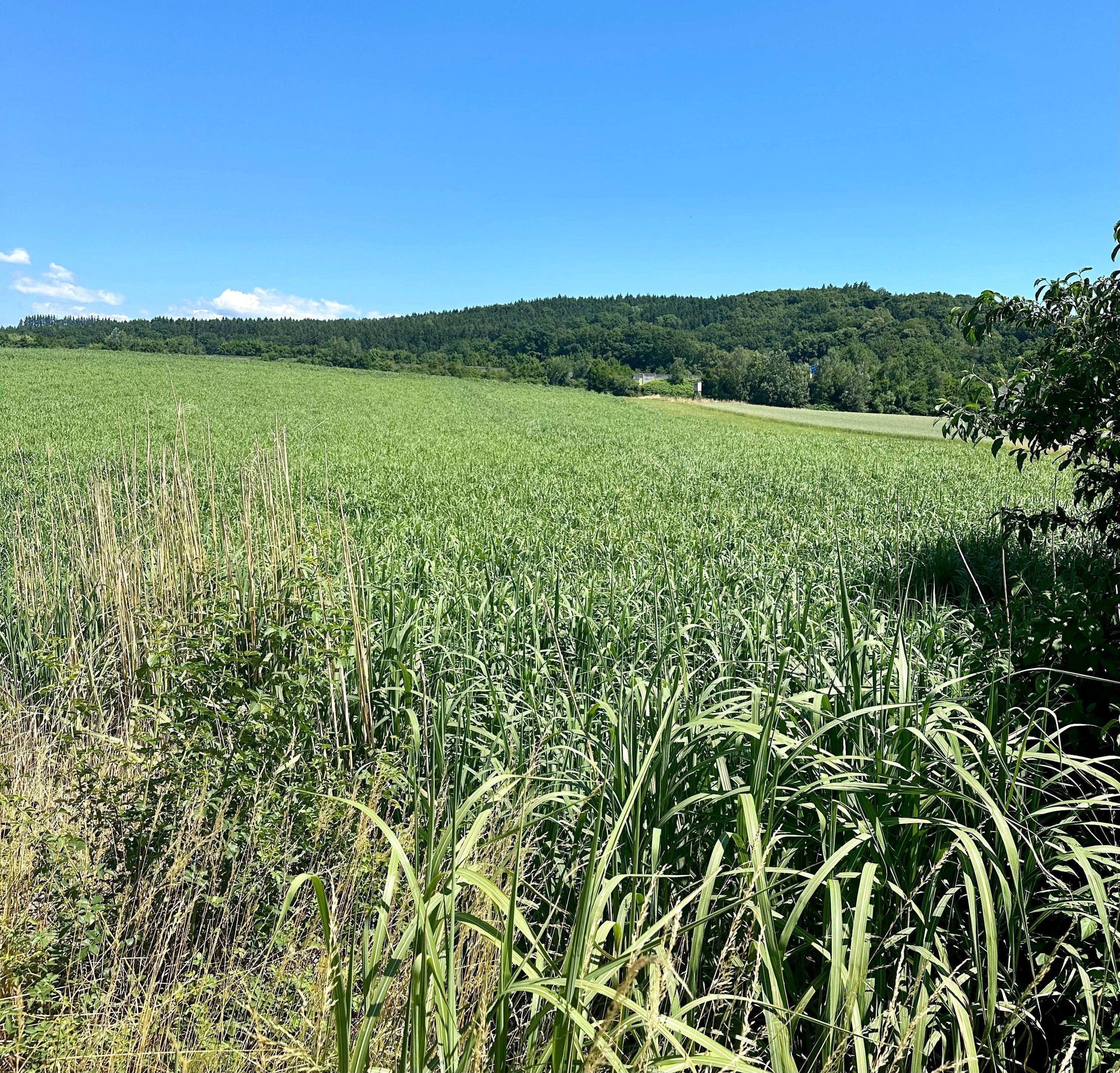 Miscanthus — die Energiepflanze, die fast alles kann und die kaum jemand kennt