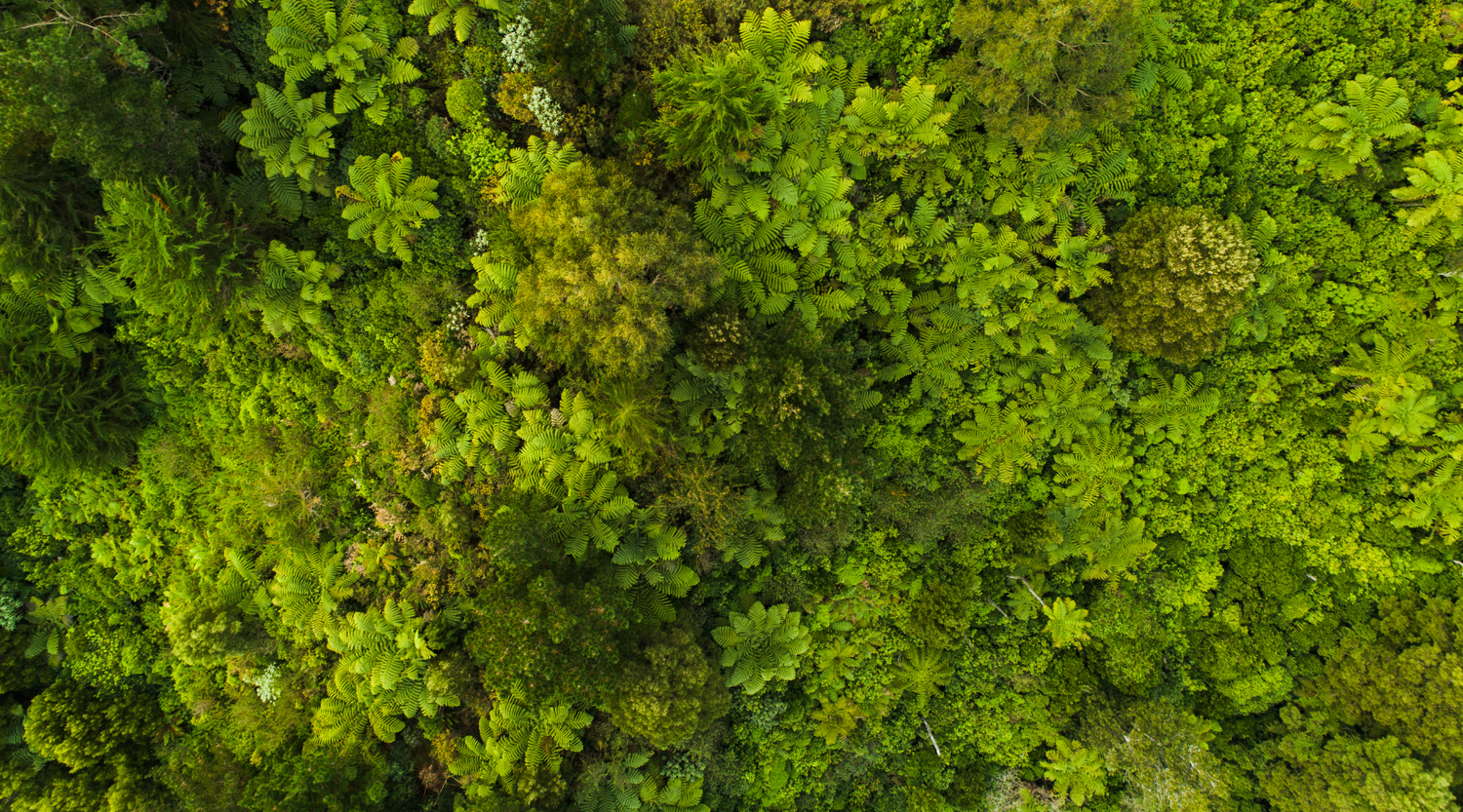 Grüner Wald von oben als Symbol für Nachhaltigkeit Steinkraft Zeolith