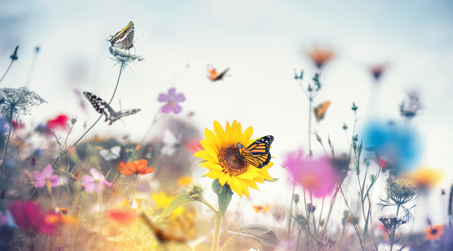 Schmetterlinge und Blumen vitale Böden durch STEINKRAFT Zeolith