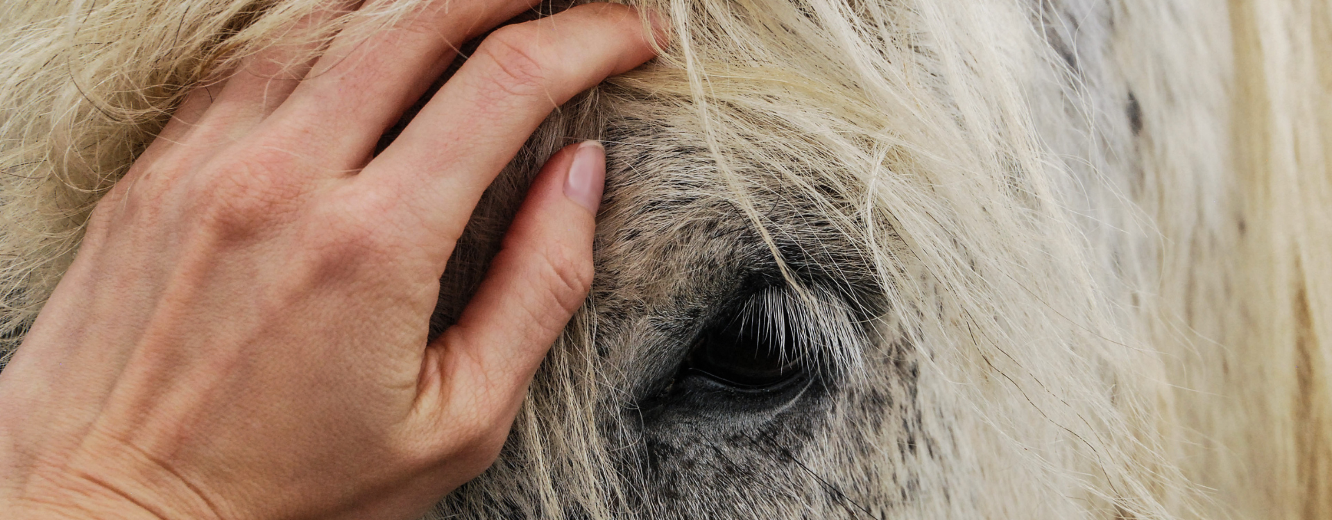 Pferdeleckerlis selber machen - Gesund und schmackhaft + 8 Rezepte