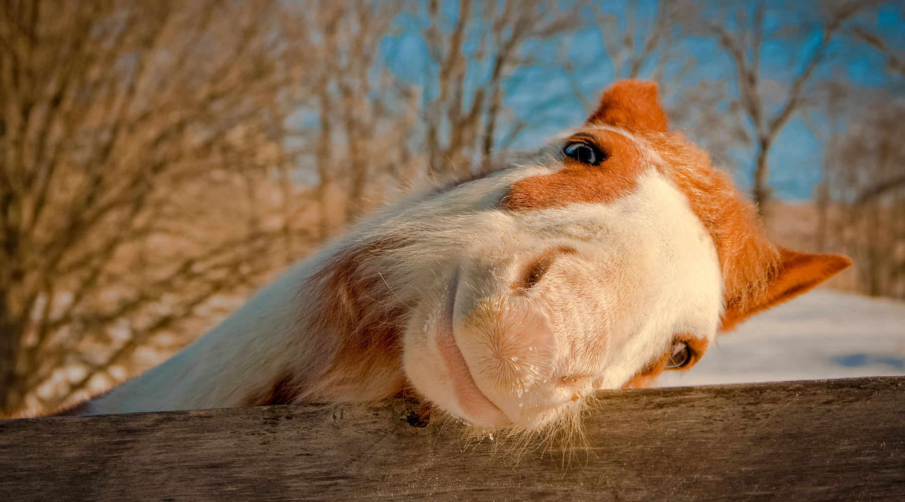 Quetschhafer für Pferde - Vorteile und Risiken