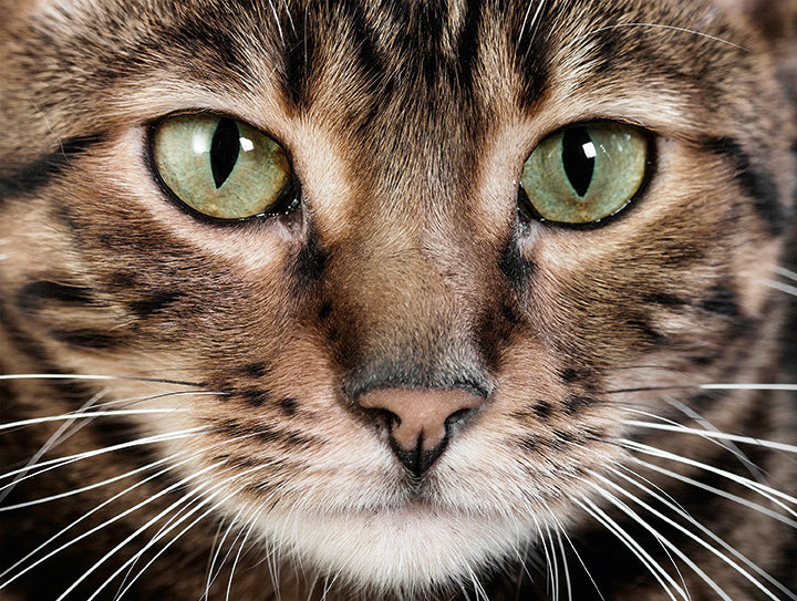 Die Psychologie der Katzen