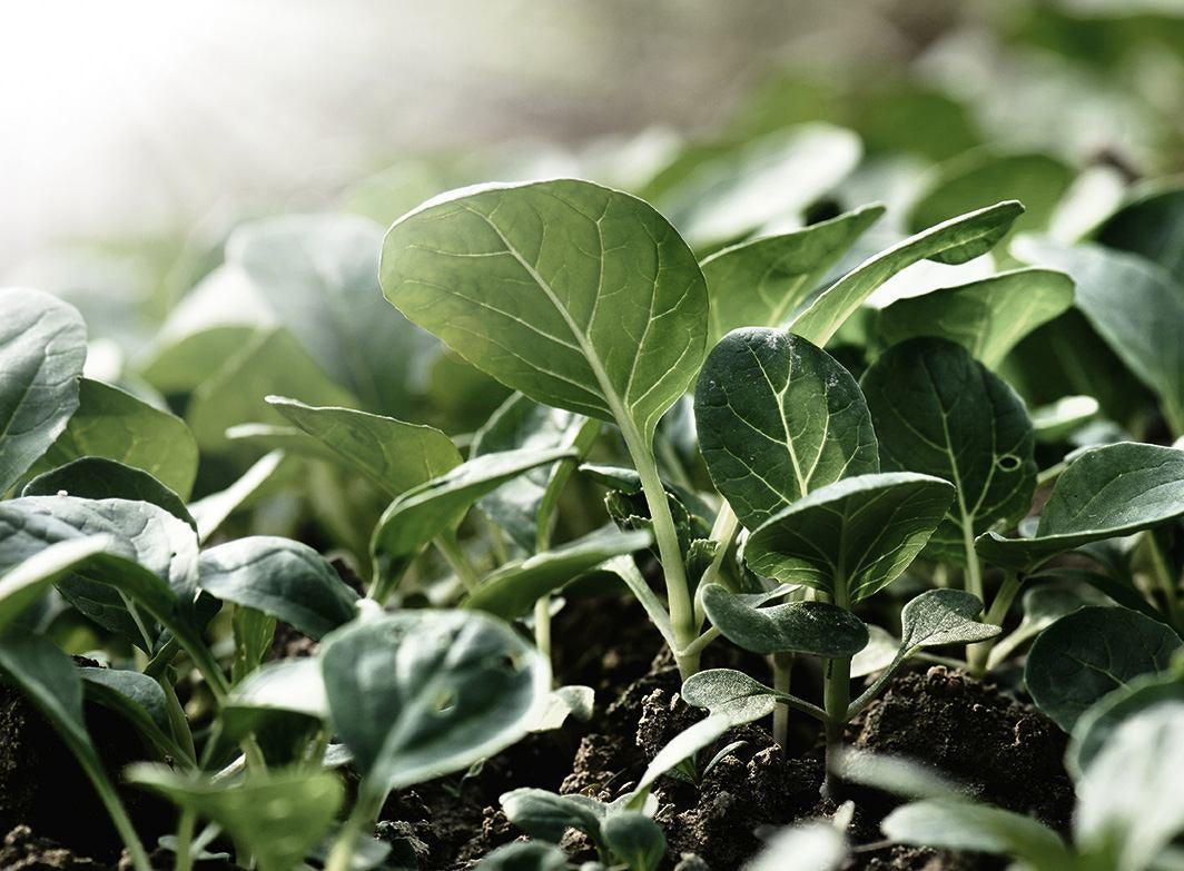 Spinat Nährstoffe gesund Eisen Zeolith