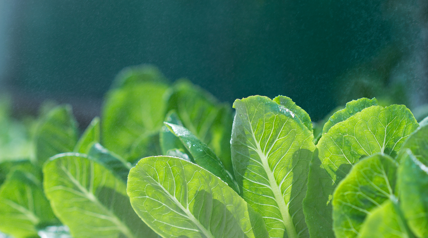 Salatblätter - Paramagnetismus Callahan Basalt Urgesteinsmehl