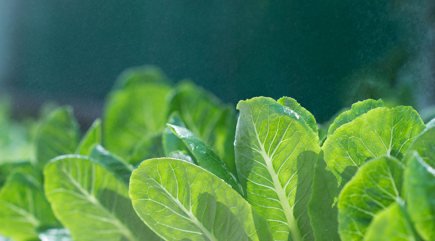 Salatblätter - Paramagnetismus Callahan Basalt Urgesteinsmehl