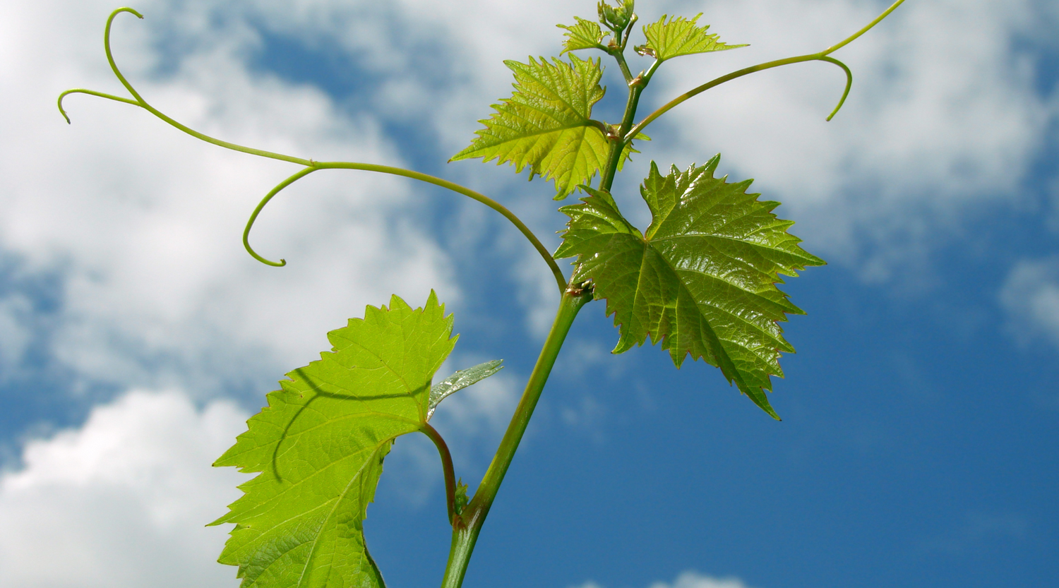 Weinrebe Steinkraft Zeolith unterstützt in trockenen Sommern