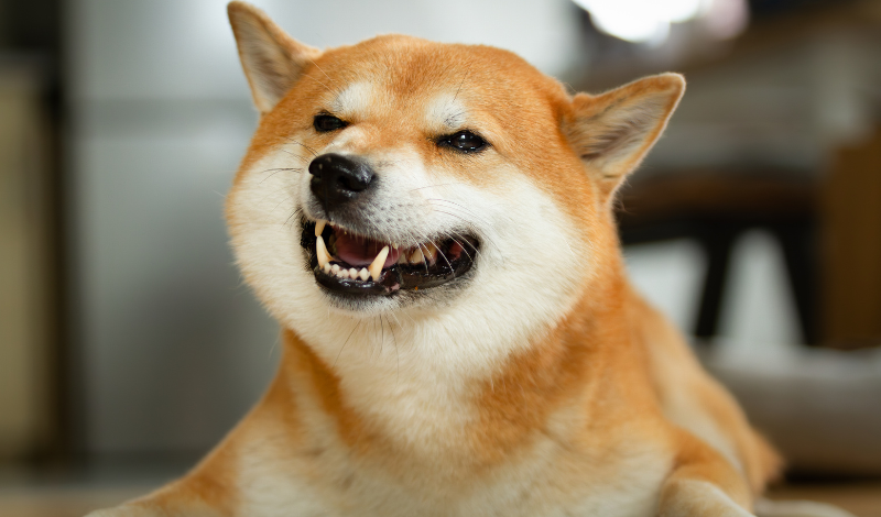 Zahnpflege beim Hund mit Zeolith