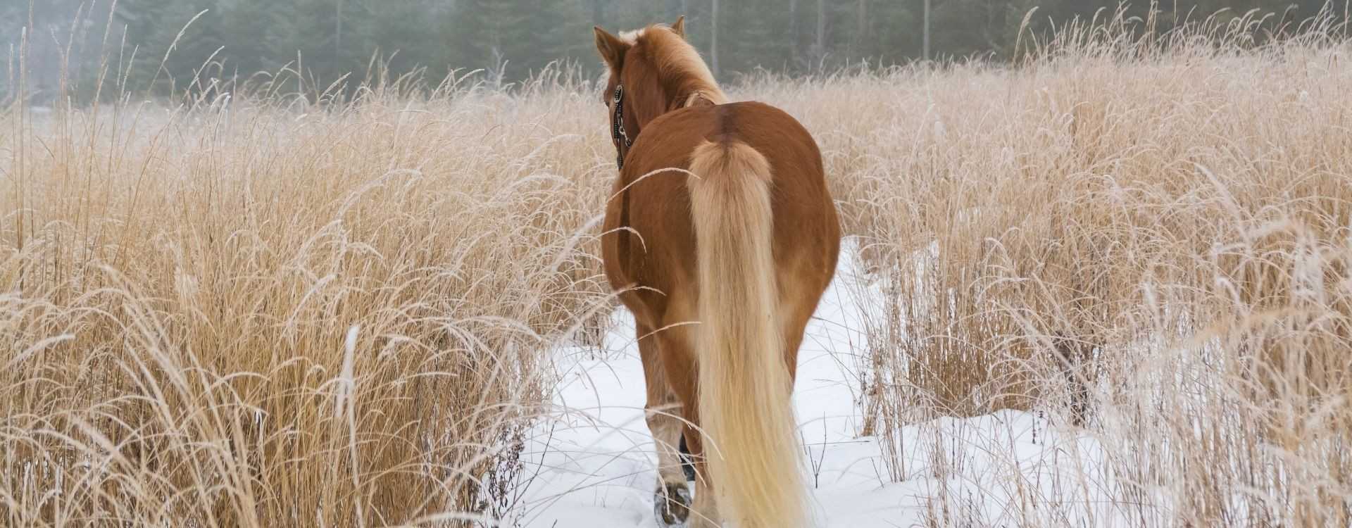 Vor- und Nachsorge einer Kolik beim Pferd - Zeolith hilft