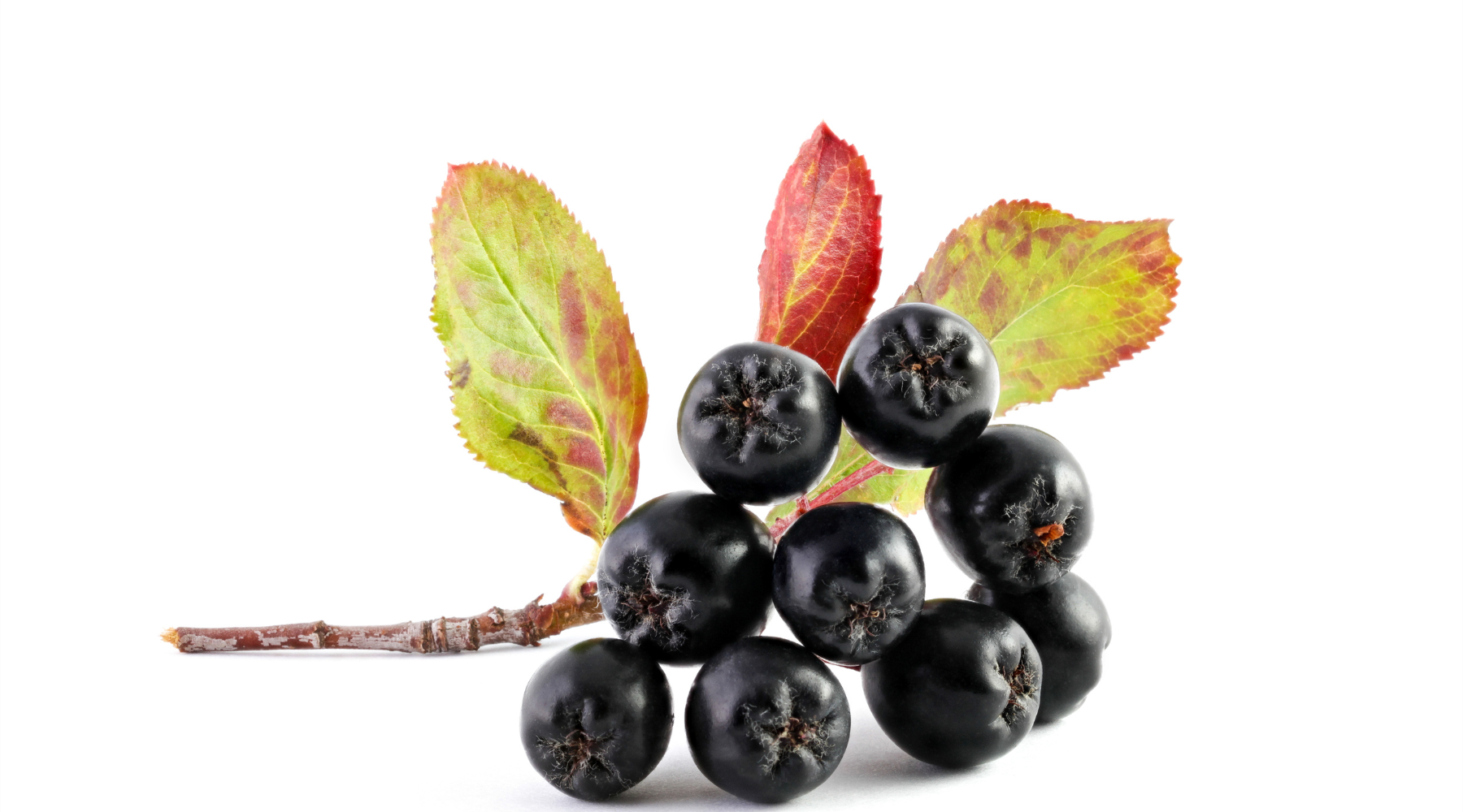 Aroniabeeren für Pferde