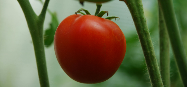 Die Tomate — warum das emotionalste Gemüse der Welt heute oft nur noch eine Wasserbombe ist