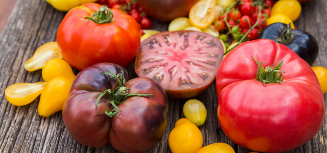 Zeolith anwenden bei Tomatenpflanzen und Erdbeeren