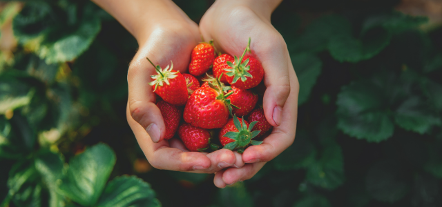 Nährstoffreiche Erdbeeren anpflanzen - Krankheiten verstehen, Boden aufbauen, Brix steigern