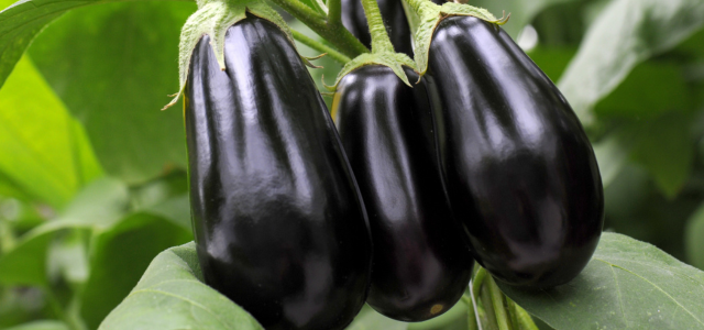 Auberginen wachsen auf Boden mit Zeolith